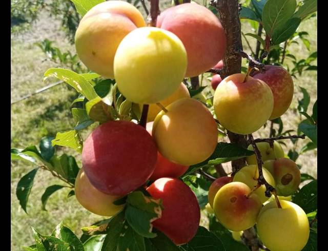 FARM FOR SALE IN OUDTSHOORN RURAL